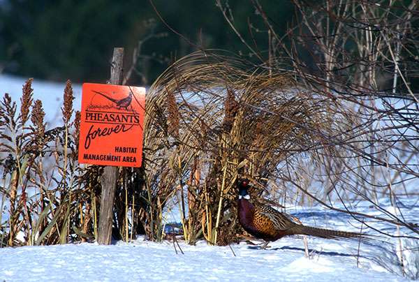 About Kinnickinnic Pheasants Forever About Kinnickinnic Pheasants Forever